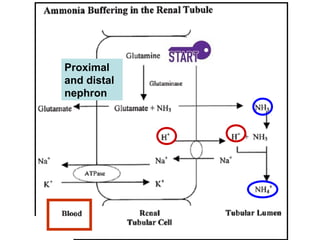 Proximal
and distal
nephron
 