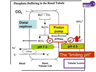 Distal
nephron
ATPase
K+
Proton
pump
CO2
pH 7.3 pH 4.5
The “limiting pH”
 