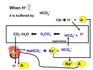 H+H2CO3
-
HCO3
-
+CO2 +H2O
When H+
it is buffered by
HCO3
-
HA  H+
+ A-
NaHCO3
-
 Na+
+ HCO3
-
replenishes
Na+
A-
H+ A-
 