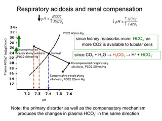 Note: the primary disorder as well as the compensatory mechanism
produces the changes in plasma HCO3
-
in the same direction
Respiratory acidosis and renal compensation
since CO2 + H2O → H2CO3 → H+
+ HCO3
-
since kidney reabsorbs more HCO3
-
as
more CO2 is available to tubular cells
 