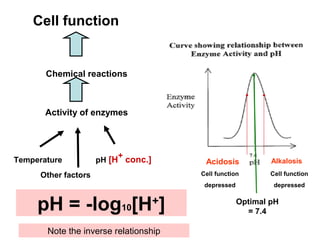 Cell function
Chemical reactions
Activity of enzymes
Temperature pH [H+
conc.]
Other factors
Acidosis
Cell function
depressed
Alkalosis
Cell function
depressed
Optimal pH
= 7.4pH = -log10[H+
]
Note the inverse relationship
 