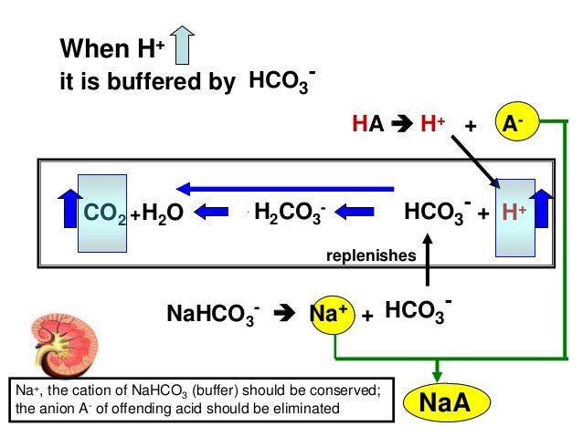 Acid Base Balance and Primary Disturbances - basic concepts