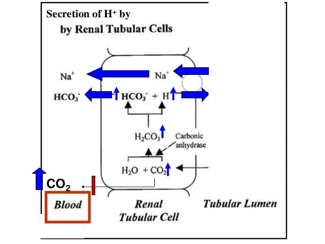 Acid Base Balance and Primary Disturbances - basic concepts davenport diagram acid base 