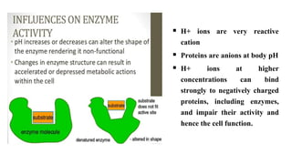  H+ ions are very reactive
cation
 Proteins are anions at body pH
 H+ ions at higher
concentrations can bind
strongly to negatively charged
proteins, including enzymes,
and impair their activity and
hence the cell function.
 