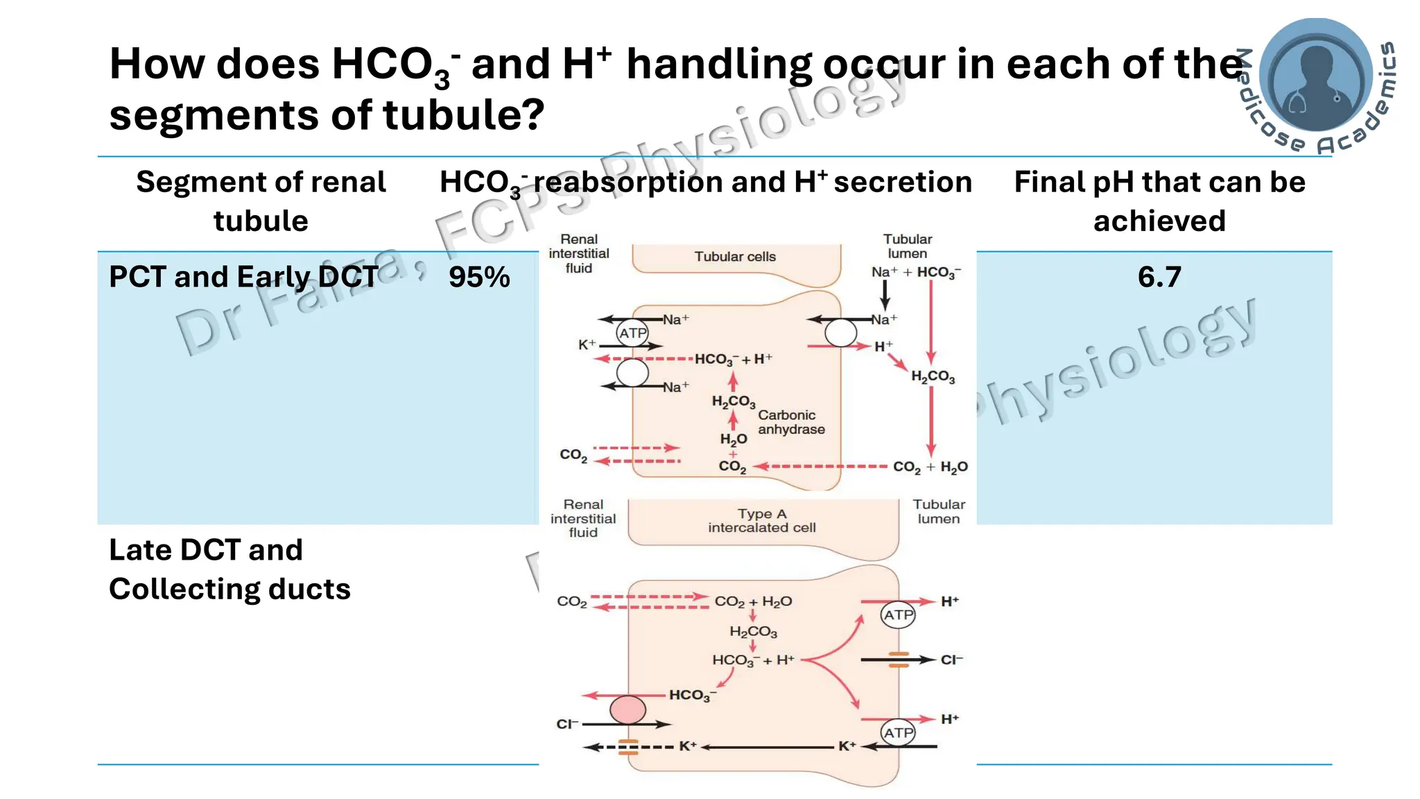 Acid base balance; interpretation & lines of defence