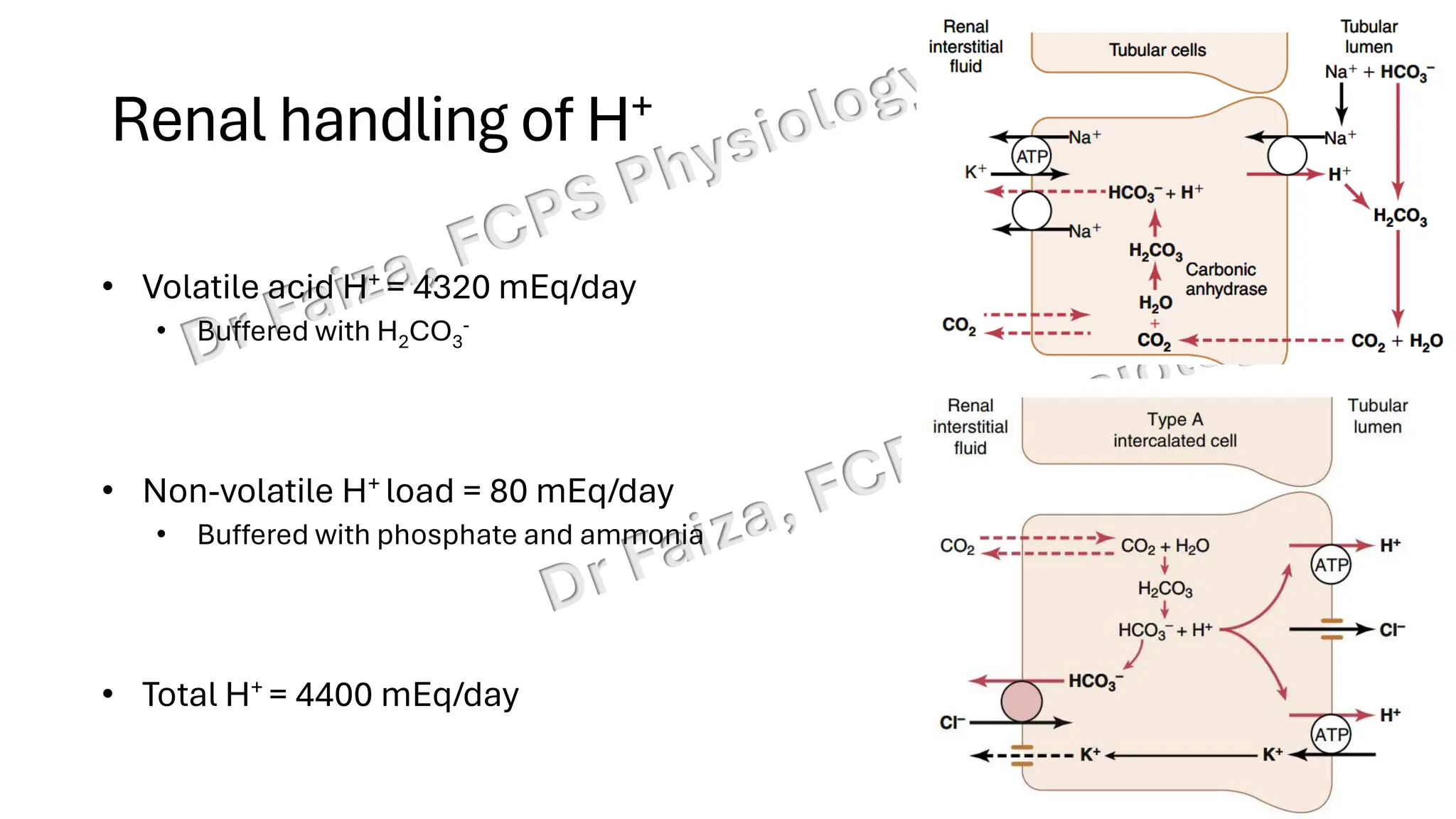 Acid base balance; interpretation & lines of defence