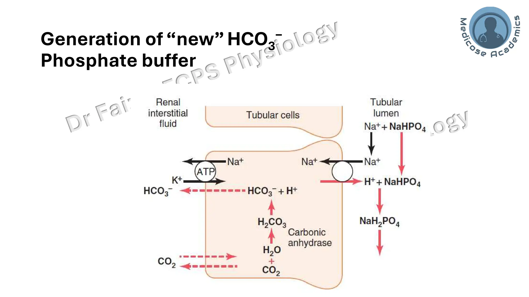 Acid base balance; interpretation & lines of defence