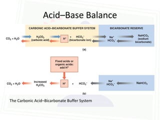 Acid–Base Balance




The Carbonic Acid–Bicarbonate Buffer System
 