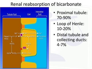 Renal reabsorption of bicarbonate
                   • Proximal tubule:
                     70-90%
                   • Loop of Henle:
                     10-20%
                   • Distal tubule and
                     collecting ducts:
                     4-7%
 