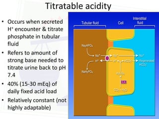 Titratable acidity
• Occurs when secreted
  H+ encounter & titrate
  phosphate in tubular
  fluid
• Refers to amount of
  strong base needed to
  titrate urine back to pH
  7.4
• 40% (15-30 mEq) of
  daily fixed acid load
• Relatively constant (not
  highly adaptable)
 