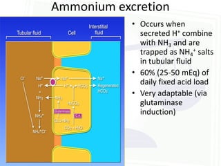 Ammonium excretion
            • Occurs when
              secreted H+ combine
              with NH3 and are
              trapped as NH4+ salts
              in tubular fluid
            • 60% (25-50 mEq) of
              daily fixed acid load
            • Very adaptable (via
              glutaminase
              induction)
 