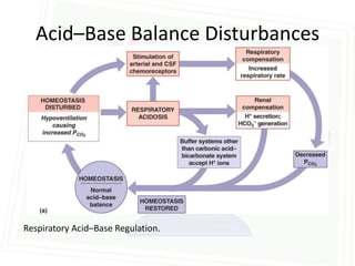 Acid–Base Balance Disturbances




Respiratory Acid–Base Regulation.
 