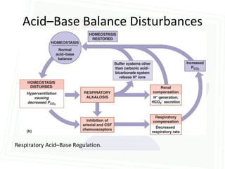 Acid–Base Balance Disturbances




Respiratory Acid–Base Regulation.
 