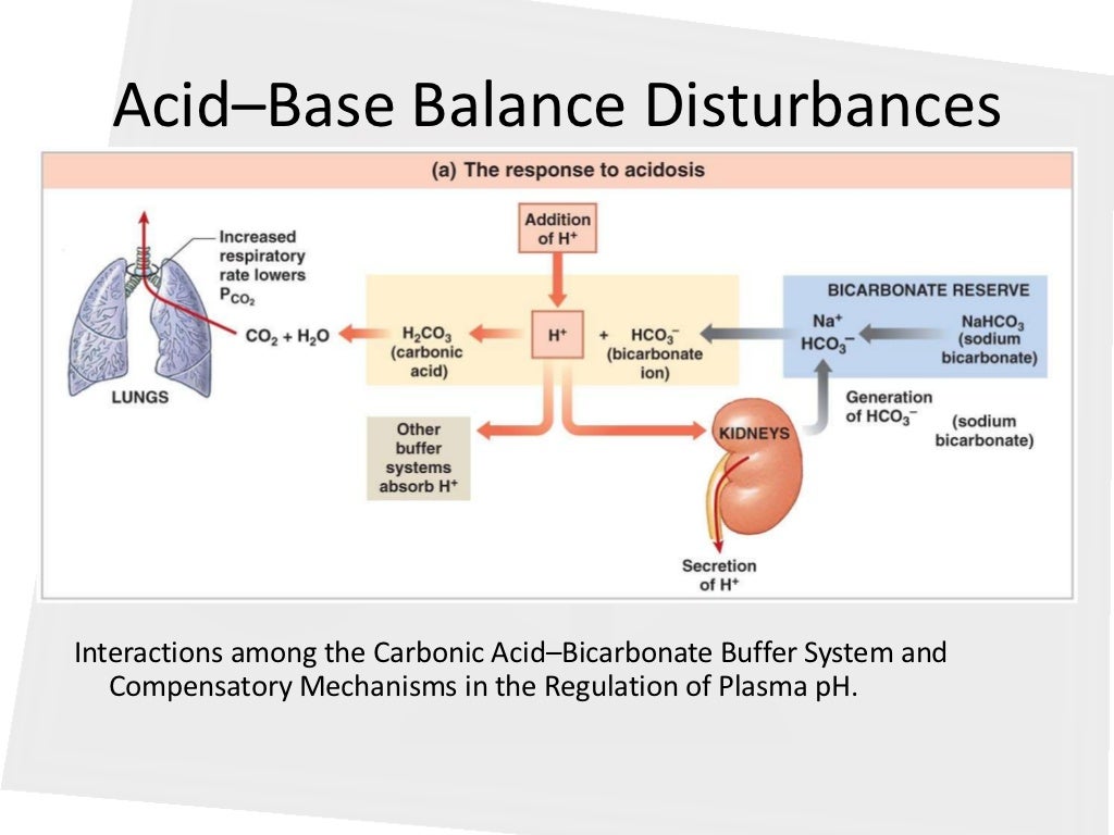 The Skeletal System Helps Maintain Acid-base Balance By Acid base balance