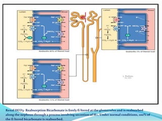 Renal HCO3- Reabsorption Bicarbonate is freely fi ltered at the glomerulus and is reabsorbed
along the nephron through a process involving secretion of H+. Under normal conditions, 100% of
the fi ltered bicarbonate is reabsorbed.
 