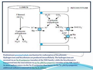 Predominant proximal tubule mechanism for reabsorption of bicarbonate.
Hydrogen ions and bicarbonate are produced intracellularly. The hydrogen ions are
secreted via an Na-H antiporter (member of the NHE family), while the bicarbonate is
transported into the interstitium via an Na-3HCO3 symporter (member of the NBC family).
As more sodium enters via the Na-H antiporter than leaves via the Na-3HCO3 symporter,
additional sodium is removed via the Na-K-ATPase.
 