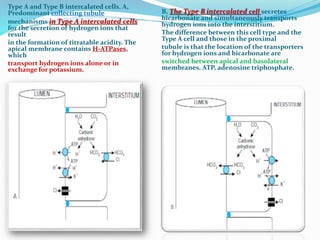 Type A and Type B intercalated cells. A,
Predominant collecting tubule
mechanisms in Type A intercalated cells
for the secretion of hydrogen ions that
result
in the formation of titratable acidity. The
apical membrane contains H-ATPases,
which
transport hydrogen ions alone or in
exchange for potassium.
B, The Type B intercalated cell secretes
bicarbonate and simultaneously transports
hydrogen ions into the interstitium.
The difference between this cell type and the
Type A cell and those in the proximal
tubule is that the location of the transporters
for hydrogen ions and bicarbonate are
switched between apical and basolateral
membranes. ATP, adenosine triphosphate.
 