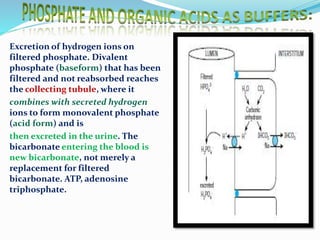 Excretion of hydrogen ions on
filtered phosphate. Divalent
phosphate (baseform) that has been
filtered and not reabsorbed reaches
the collecting tubule, where it
combines with secreted hydrogen
ions to form monovalent phosphate
(acid form) and is
then excreted in the urine. The
bicarbonate entering the blood is
new bicarbonate, not merely a
replacement for filtered
bicarbonate. ATP, adenosine
triphosphate.
 