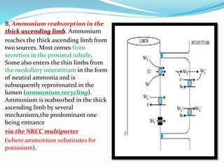 B, Ammonium reabsorption in the
thick ascending limb. Ammonium
reaches the thick ascending limb from
two sources. Most comes from
secretion in the proximal tubule.
Some also enters the thin limbs from
the medullary interstitium in the form
of neutral ammonia and is
subsequently reprotonated in the
lumen (ammonium recycling).
Ammonium is reabsorbed in the thick
ascending limb by several
mechanisms,the predominant one
being entrance
via the NKCC multiporter
(where ammonium substitutes for
potassium).
 
