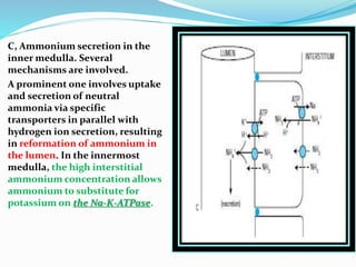 C, Ammonium secretion in the
inner medulla. Several
mechanisms are involved.
A prominent one involves uptake
and secretion of neutral
ammonia via specific
transporters in parallel with
hydrogen ion secretion, resulting
in reformation of ammonium in
the lumen. In the innermost
medulla, the high interstitial
ammonium concentration allows
ammonium to substitute for
potassium on the Na-K-ATPase.
 