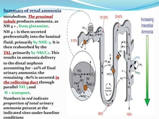 Summary of renal ammonia
metabolism. The proximal
tubule produces ammonia, as
NH 4 + , from glutamine.
NH 4 + is then secreted
preferentially into the luminal
fluid, primarily by NHE-3. It is
then reabsorbed by the
TAL, primarily by NKCC2. This
results in ammonia delivery
to the distal nephron
accounting for ~20% of final
urinary ammonia; the
remaining ~80% is secreted in
the collecting duct through
parallel NH 3 and
H + transport.
Numbers in red indicate
proportion of total urinary
ammonia present at the
indicated sites under baseline
conditions
 
