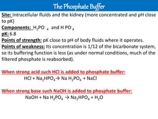 Ppo2 Acid Base Balance acid base balance postgraduate 2022-2023.pptx