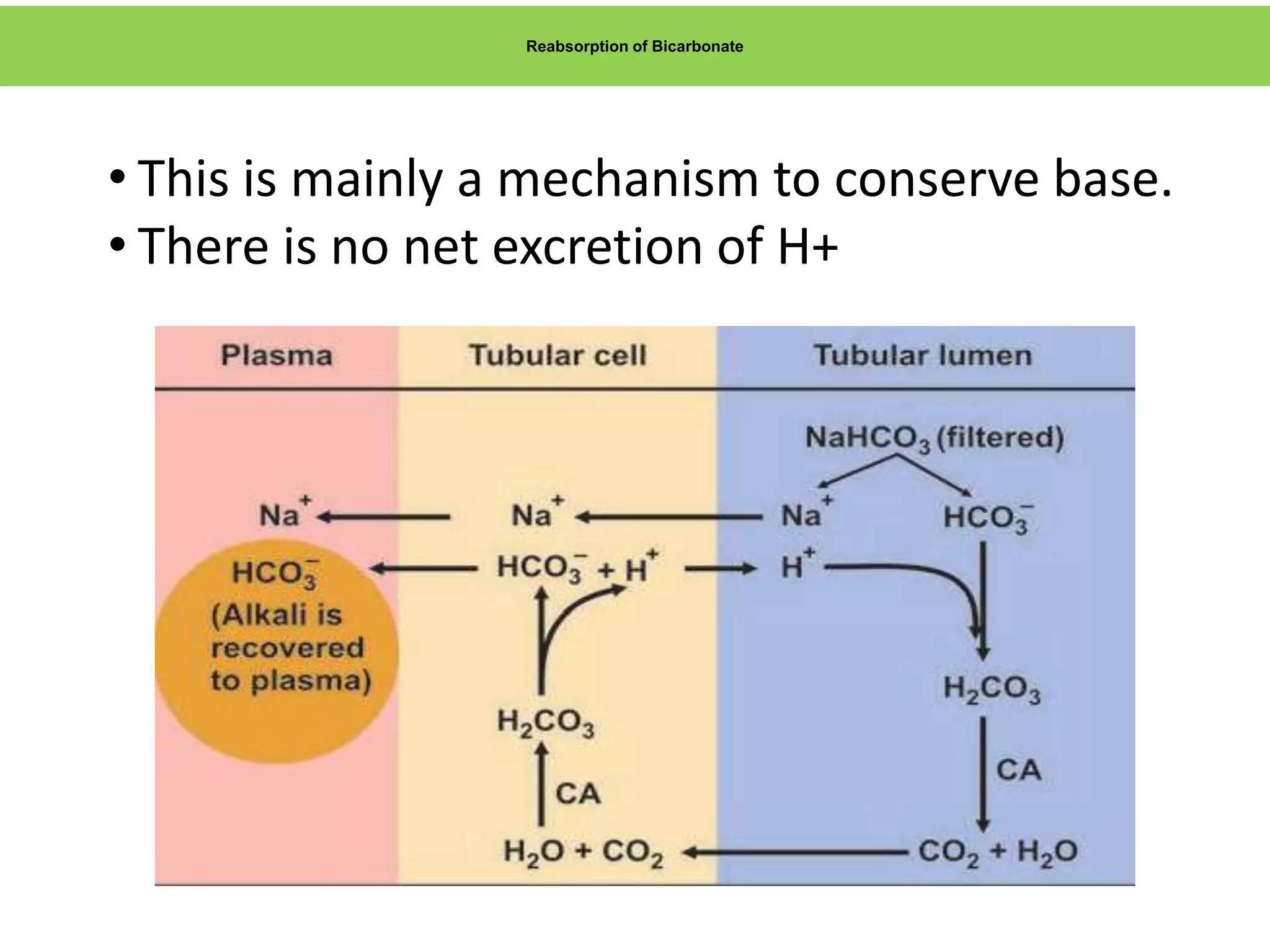 Reabsorption of Bicarbonate
• This is mainly a mechanism to conserve base.
• There is no net excretion of H+
 
