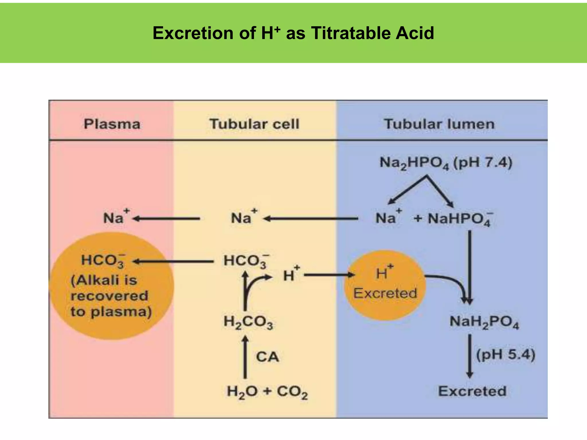 Excretion of H+ as Titratable Acid
 