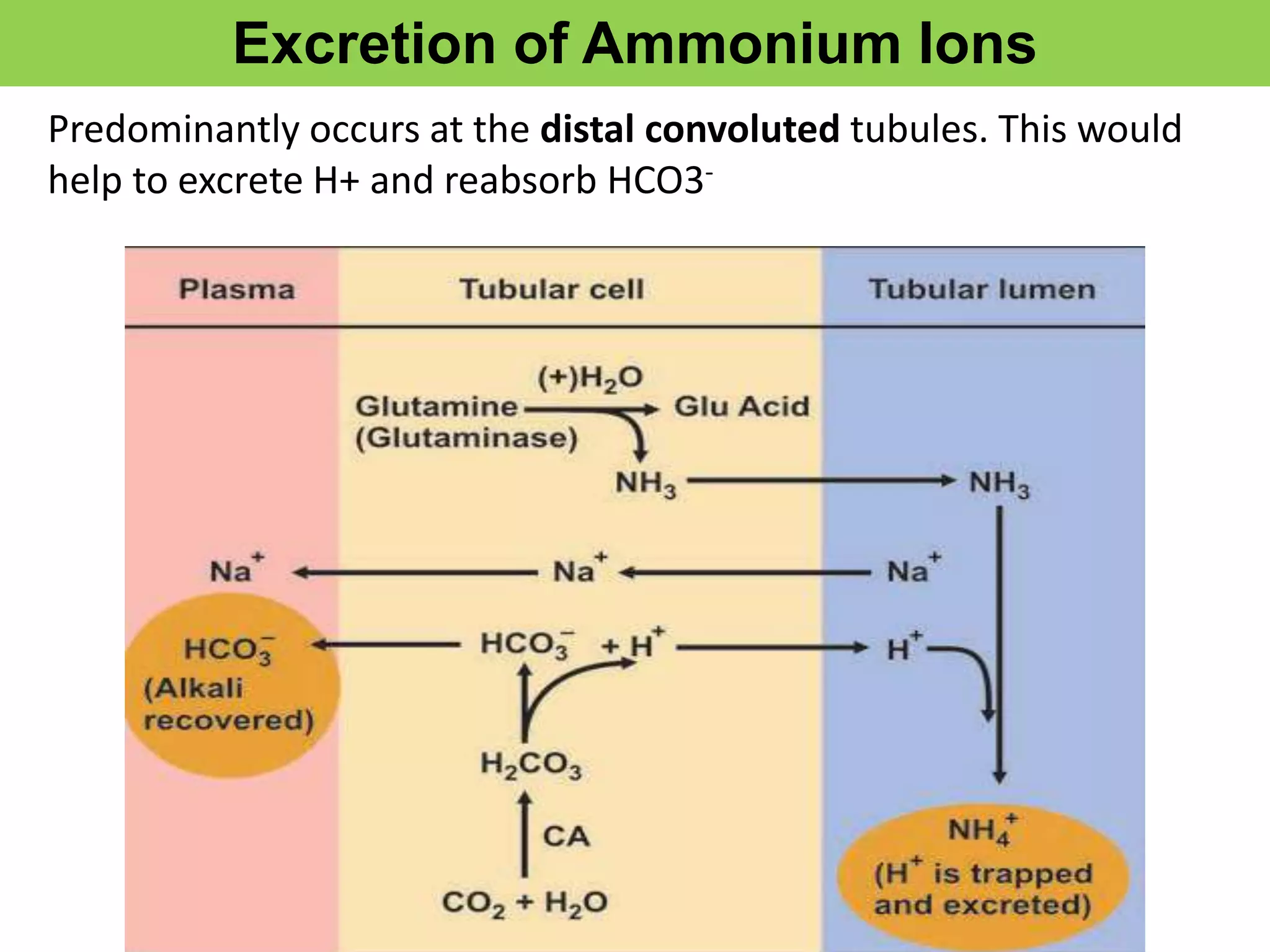 Excretion of Ammonium Ions
Predominantly occurs at the distal convoluted tubules. This would
help to excrete H+ and reabsorb HCO3-
 