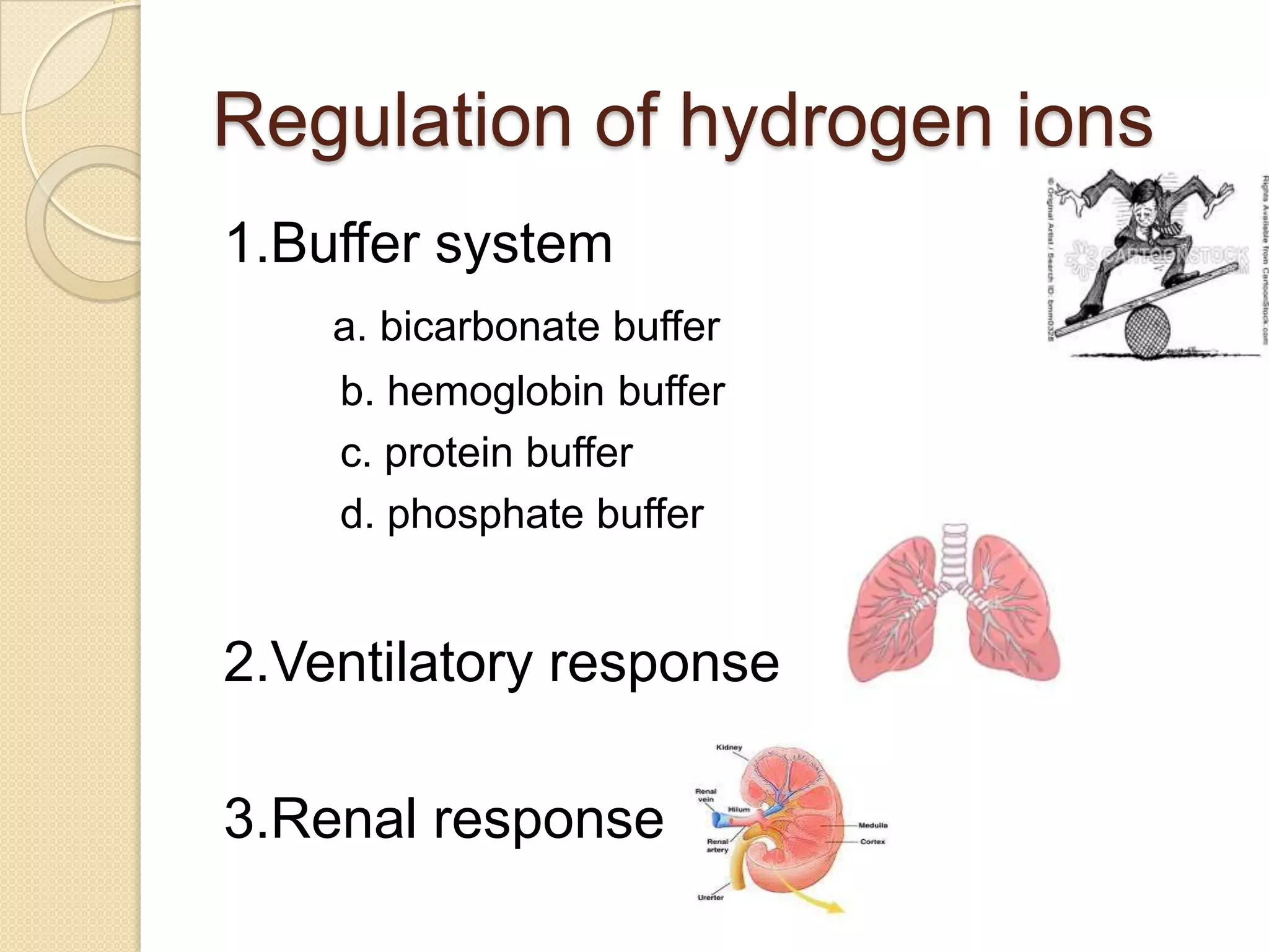 Regulation of hydrogen ions
1.Buffer system
a. bicarbonate buffer
b. hemoglobin buffer
c. protein buffer
d. phosphate buffer
2.Ventilatory response
3.Renal response
 