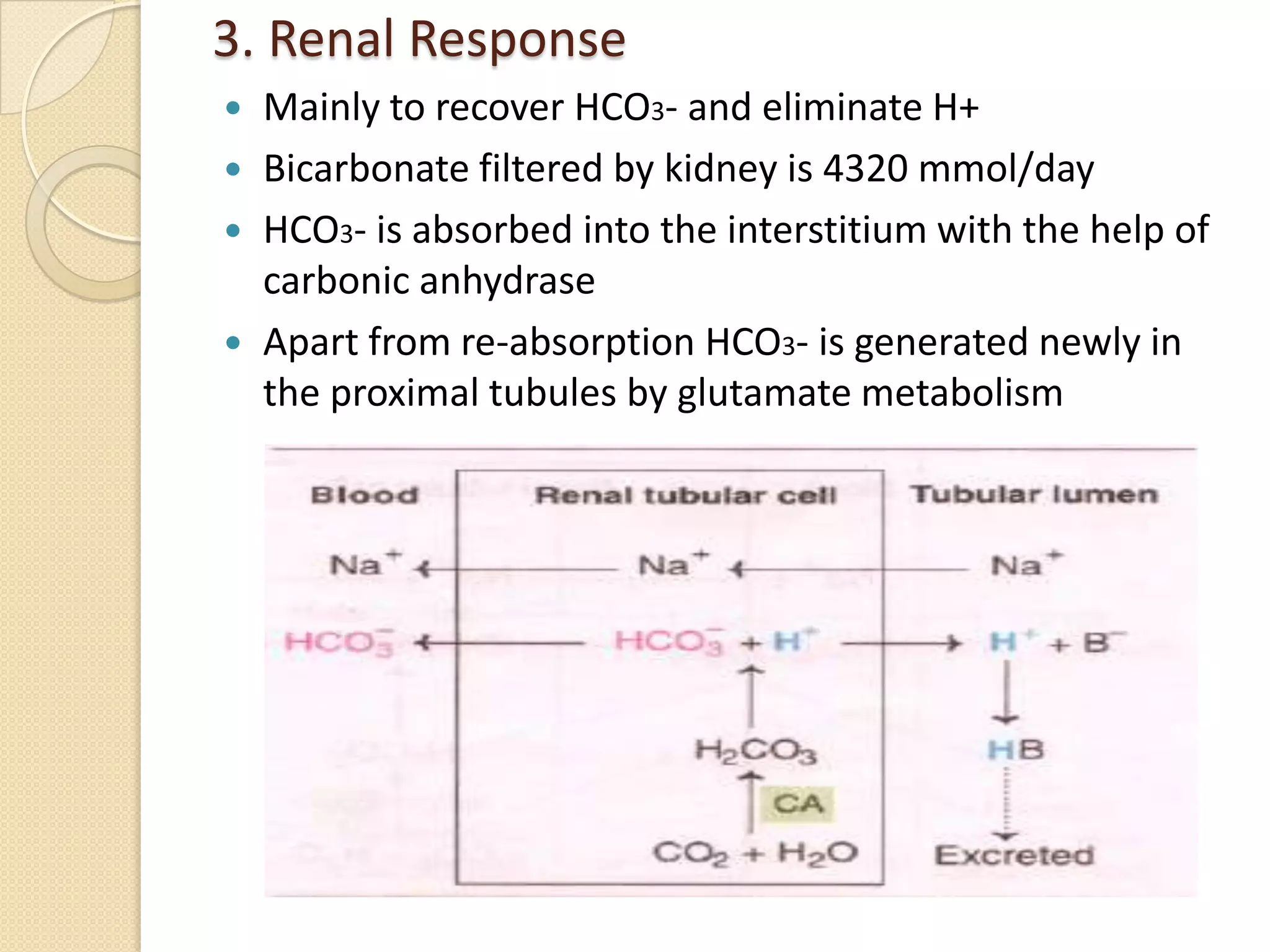 3. Renal Response
 Mainly to recover HCO3- and eliminate H+
 Bicarbonate filtered by kidney is 4320 mmol/day
 HCO3- is absorbed into the interstitium with the help of
carbonic anhydrase
 Apart from re-absorption HCO3- is generated newly in
the proximal tubules by glutamate metabolism
 