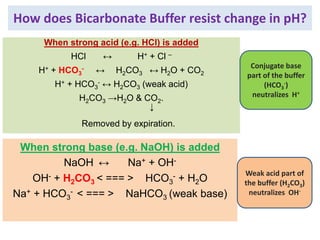 How does Bicarbonate Buffer resist change in pH?
When strong acid (e.g. HCl) is added
HCl ↔ H+ + Cl –
H+ + HCO3
- ↔ H2CO3 ↔ H2O + CO2
H+ + HCO3
- ↔ H2CO3 (weak acid)
H2CO3 →H2O & CO2.
↓
Removed by expiration.
When strong base (e.g. NaOH) is added
NaOH ↔ Na+ + OH-
OH- + H2CO3 < === > HCO3
- + H2O
Na+ + HCO3
- < === > NaHCO3 (weak base)
Conjugate base
part of the buffer
(HCO3
-)
neutralizes H+
Weak acid part of
the buffer (H2CO3)
neutralizes OH-
 