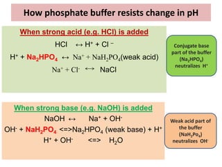 How phosphate buffer resists change in pH
When strong acid (e.g. HCl) is added
HCl ↔ H+ + Cl –
H+ + Na2HPO4 ↔ Na+ + NaH2PO4(weak acid)
Na+ + Cl- NaCl
When strong base (e.g. NaOH) is added
NaOH ↔ Na+ + OH-
OH- + NaH2PO4 <=>Na2HPO4 (weak base) + H+
H+ + OH- <=> H2O
Conjugate base
part of the buffer
(Na2HPO4)
neutralizes H+
Weak acid part of
the buffer
(NaH2Po4)
neutralizes OH-
 