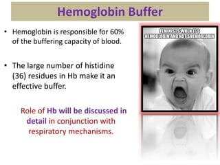 Hemoglobin Buffer
• Hemoglobin is responsible for 60%
of the buffering capacity of blood.
• The large number of histidine
(36) residues in Hb make it an
effective buffer.
Role of Hb will be discussed in
detail in conjunction with
respiratory mechanisms.
 