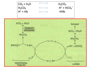 CO₂ + H₂O H₂CO₃
H₂CO₃ H⁺ + HCO₃¯
H⁺ + Hb HHb
 