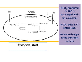 HCO3
- produced
in RBC is
exchanged with
Cl- in plasma.
HCO3
- exits & Cl-
enters RBC.
Anion exchanger
is the transport
protein
Chloride shift
 