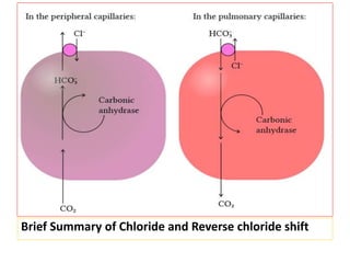 Brief Summary of Chloride and Reverse chloride shift
 