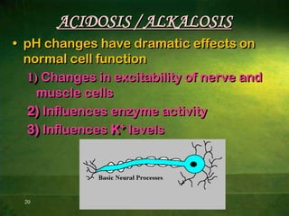 9OH-OH-OH-OH-BASES Bases can be defined as: