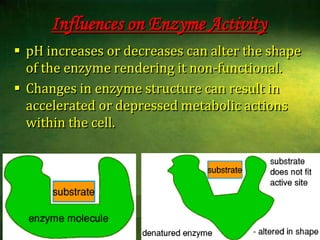  Molecules capable of accepting a hydrogen ion (OH-)H+H+H+H+