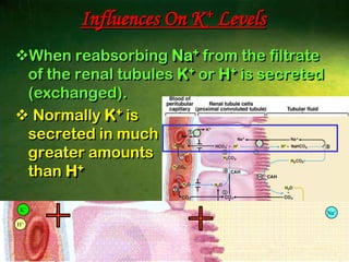 10BASESPhysiologically important bases include:Bicarbonate (HCO3- )Biphosphate (HPO4-2 )BiphosphateBicarbonate
