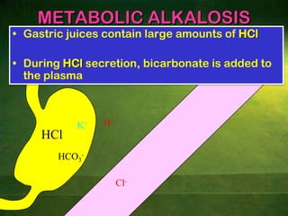 Increases in CO2 and H+ stimulate the respiratory center