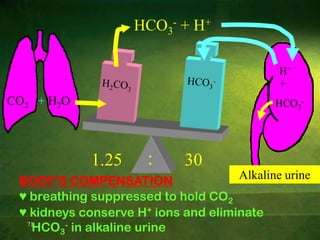 41cell production of CO2 increasesCO2 + H2O        H2CO3H2CO3           H+ + HCO3-H+              acidosis; pH dropsH+ stimulates respiratory center in medulla oblongatarate and depth of breathing increaseCO2 eliminated in lungspH rises toward normalRESPIRATORY CONTROL OF pH