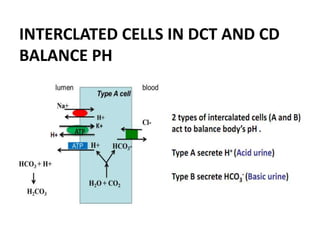 INTERCLATED CELLS IN DCT AND CD
BALANCE PH
 