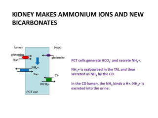 KIDNEY MAKES AMMONIUM IONS AND NEW
BICARBONATES
 