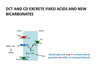 DCT AND CD EXCRETE FIXED ACIDS AND NEW
BICARBONATES
 