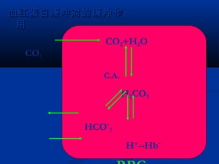 血红蛋白缓冲对的缓冲作
用
CO2+H2O
CO2
C.A.

H2CO3
HCO-3
H+--Hb-

 