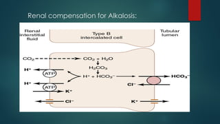 Renal compensation for Alkalosis:
 