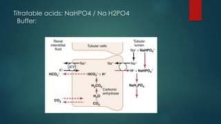 Titratable acids: NaHPO4 / Na H2PO4
Buffer:
 