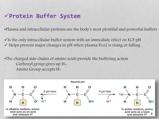 Protein Buffer Example Acid base homeosatsis | PPTX