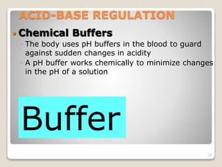 ACID-BASE REGULATION 
 Chemical Buffers 
◦ The body uses pH buffers in the blood to guard 
against sudden changes in acidity 
◦ A pH buffer works chemically to minimize changes 
in the pH of a solution 
14 
Buffer 
 